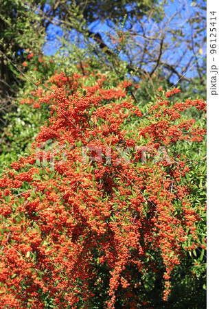 たわわに実ったピラカンサの実 96125414