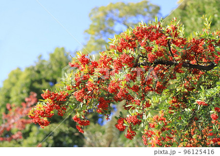 たわわに実ったピラカンサの実 96125416