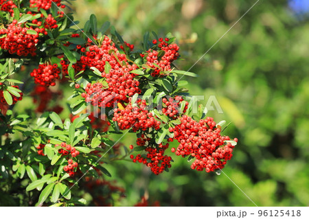 たわわに実ったピラカンサの実 96125418