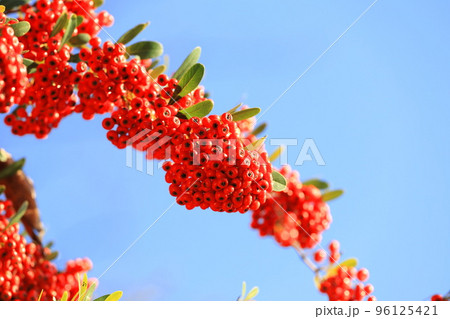 たわわに実ったピラカンサの実 96125421