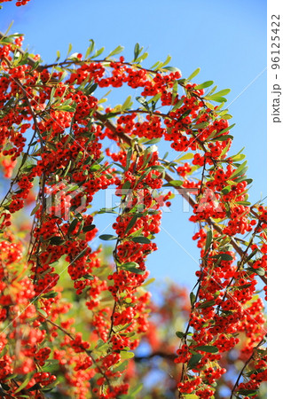 たわわに実ったピラカンサの実 96125422