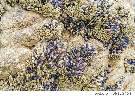 亀の手 フジツボ イガイ 磯の生き物 亀の手 フジツボ イガイ 磯の生き物 96125452