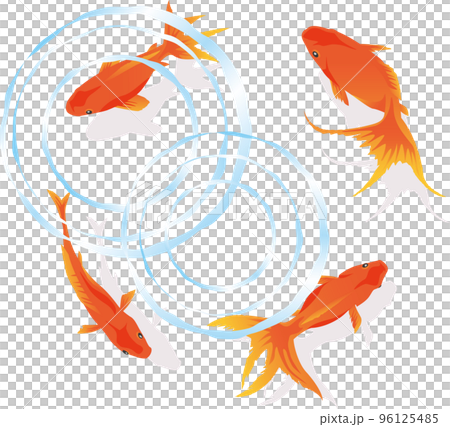 上から見た金魚と波紋のイメージイラスト 上から見た金魚と波紋のイメージイラスト 96125485