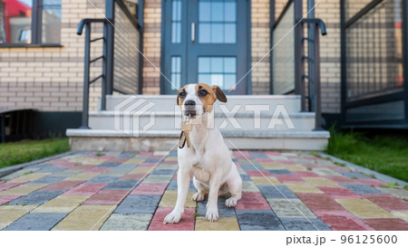 Dog Jack Russell Terrier is sitting at the door holding the keys to the house. 96125600