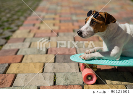 Jack russell terrier dog in sunglasses rides a penny board outdoors. 96125601