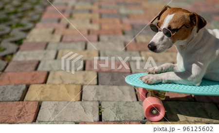 Jack russell terrier dog in sunglasses rides a penny board outdoors. Jack russell terrier dog in sunglasses rides a penny board outdoors. 96125602