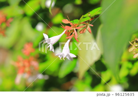 花園衝羽根空木(はなぞのつくばねうつぎ)or アベリア 花園衝羽根空木(はなぞのつくばねうつぎ)or アベリア 96125635