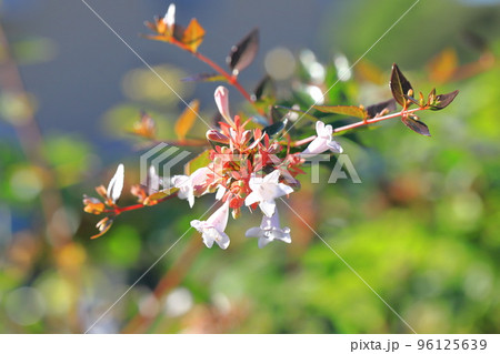 花園衝羽根空木(はなぞのつくばねうつぎ)or アベリア 花園衝羽根空木(はなぞのつくばねうつぎ)or アベリア 96125639