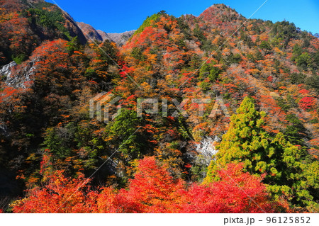 【徳島県】最盛期の高の瀬峡の紅葉 【徳島県】最盛期の高の瀬峡の紅葉 96125852