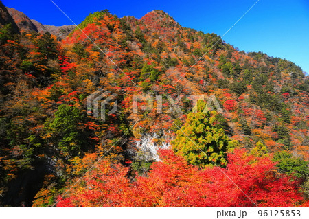 【徳島県】最盛期の高の瀬峡の紅葉 96125853