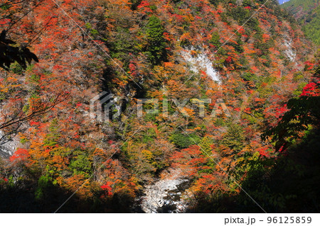 【徳島県】最盛期の高の瀬峡の紅葉 96125859