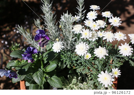 白い小花の寄せ植え 白い小花の寄せ植え 96126172