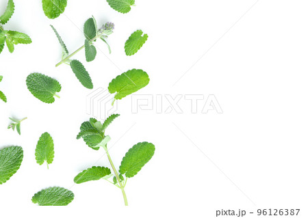 Concept of aromatherapy, mint isolated on white background Concept of aromatherapy, mint isolated on white background 96126387