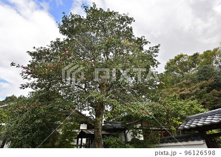 月真院（月眞院） 96126598