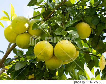 たわわに実るブンタン 96126608