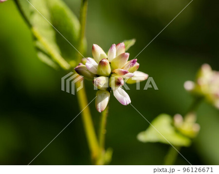 湿地に咲くミゾソバ 96126671