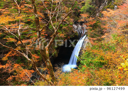 【徳島県】最盛期の大釜の滝の紅葉 96127499