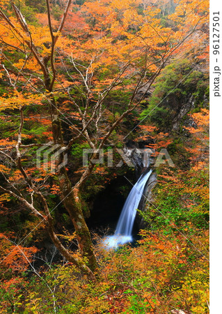 【徳島県】最盛期の大釜の滝の紅葉 96127501