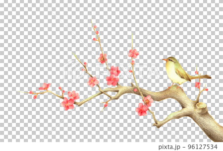 紅梅の枝に止まるうぐいす1　手描き色鉛筆画 96127534