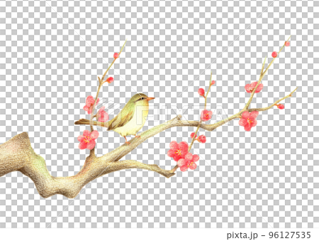 A nightingale perched on a red plum branch 2 Hand-drawn colored pencil drawing 96127535