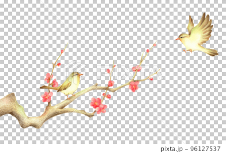 A nightingale perched on a red plum branch and a nightingale flapping its wings 2 Hand-drawn colored pencil drawing 96127537