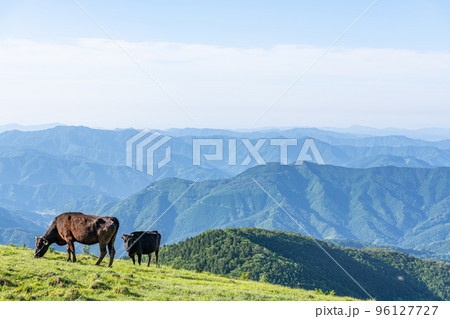 愛媛県 快晴の四国カルストと放牧飼育されている牛 愛媛県 快晴の四国カルストと放牧飼育されている牛 96127727