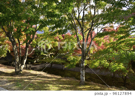 智積院　紅葉 96127894