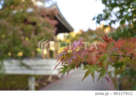 智積院　紅葉 96127912