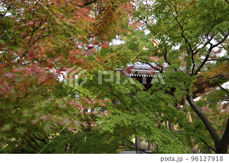 智積院　紅葉 96127918