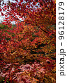 見事に色づいたモミジ 96128179