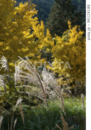 秋風にそよぐススキの穂 96128186