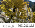 秋風にそよぐススキの穂 96128188