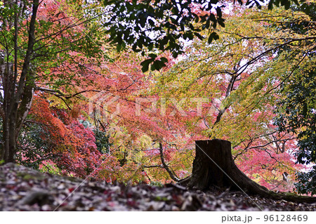 嵯峨野嵐山 紅葉 嵯峨野嵐山 紅葉 96128469