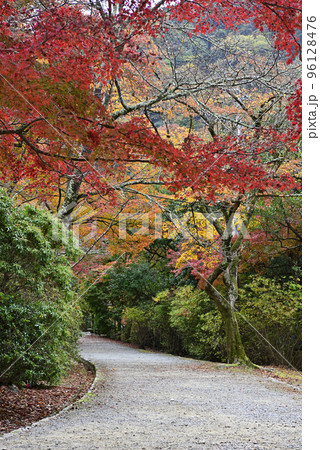 嵯峨野嵐山 紅葉 嵯峨野嵐山 紅葉 96128476