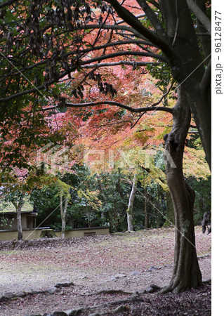 嵯峨野嵐山 紅葉 嵯峨野嵐山 紅葉 96128477