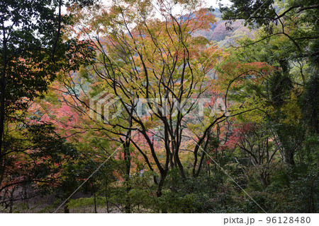 嵯峨野嵐山 紅葉 嵯峨野嵐山 紅葉 96128480