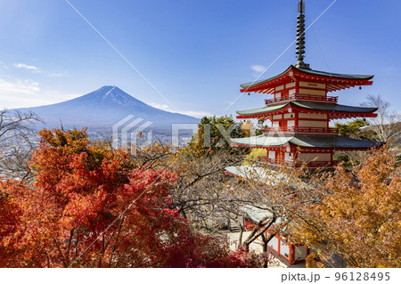 新倉山浅間公園から見た紅葉の富士山 96128495