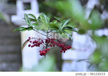護法堂弁財天 紅葉 護法堂弁財天 紅葉 96129233