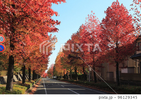 モミジバフウ紅葉 96129345