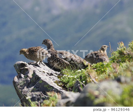 親子の雷鳥 96129346