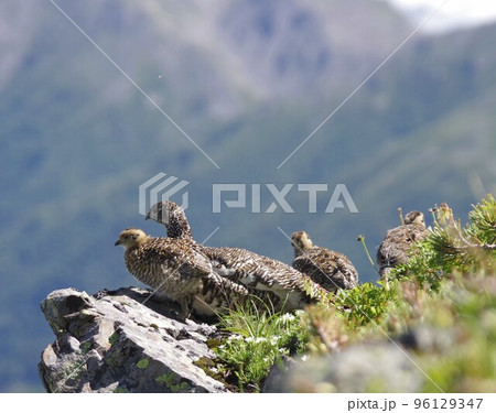 親子の雷鳥 96129347