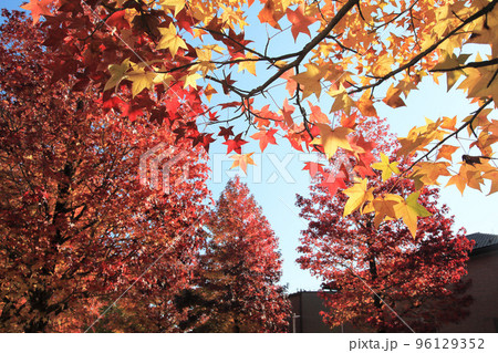 モミジバフウ紅葉 96129352