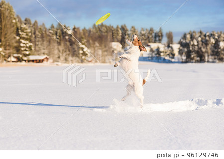 On beautiful sunny winter day dog jumping on snow to catch flying disk On beautiful sunny winter day dog jumping on snow to catch flying disk 96129746