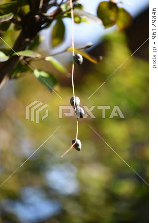 山芋(自然薯)のムカゴ 山芋(自然薯)のムカゴ 96129846