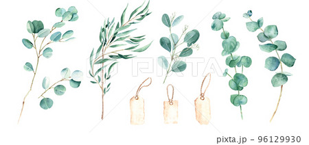 Eucalyptus branches and vintage paper tags. Willow, silver dollar, true blue, baby and seeded eucalyptus. Botanical illustration isolated on white background. Watercolor floral set. 96129930