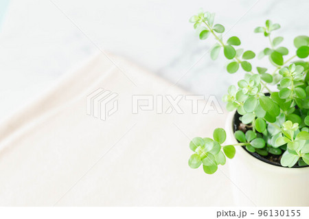 白い布に置いたペペロミア 96130155