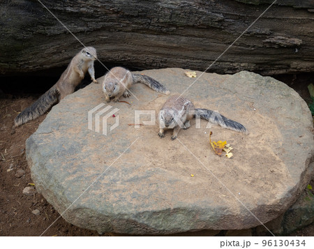 Three cute mantled squirrels or south african ground squirrel 96130434