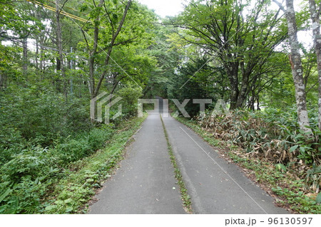 信州戸隠山 戸隠神社中社参道 信州戸隠山 戸隠神社中社参道 96130597