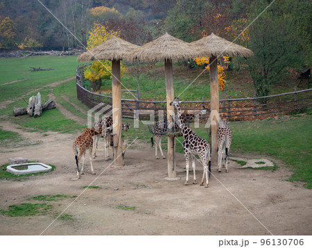 Group of giraffes 96130706