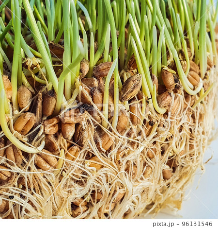 Superfood, fresh sprouted wheat grass, roots. Healthy food. Close-up. 96131546